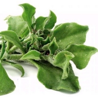 April - Salad greens
