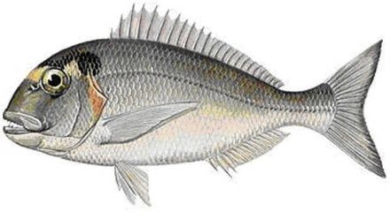 My hints and tips for preparing Sea Bream