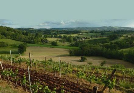 Wines from the South-West - Marcillac