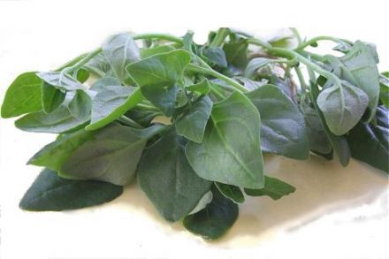 Tetragon or New Zealand Spinach