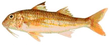Red Mullet (Goatfish)