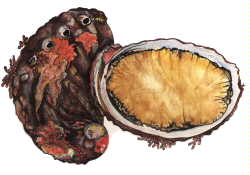 Abalone or Ear Shell
