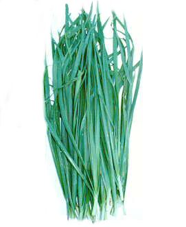 Chinese chives or Chinese leek