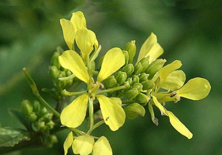 How are mustard seeds produced?