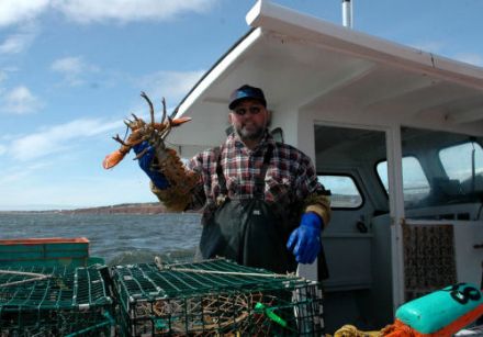Gaspé Peninsula lobster 4