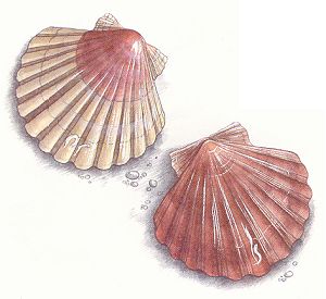 Scallops from A to Z with Jacques LeDivellec
